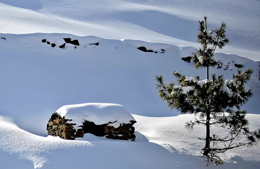 Photo 7 of Auli Gorson Bugyal Trek