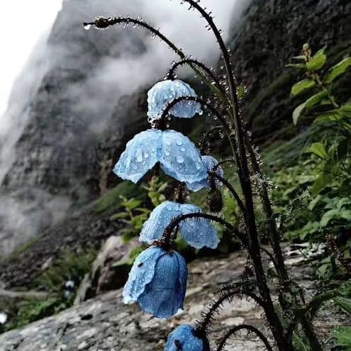 Photo 6 of Valley of Flowers Trek