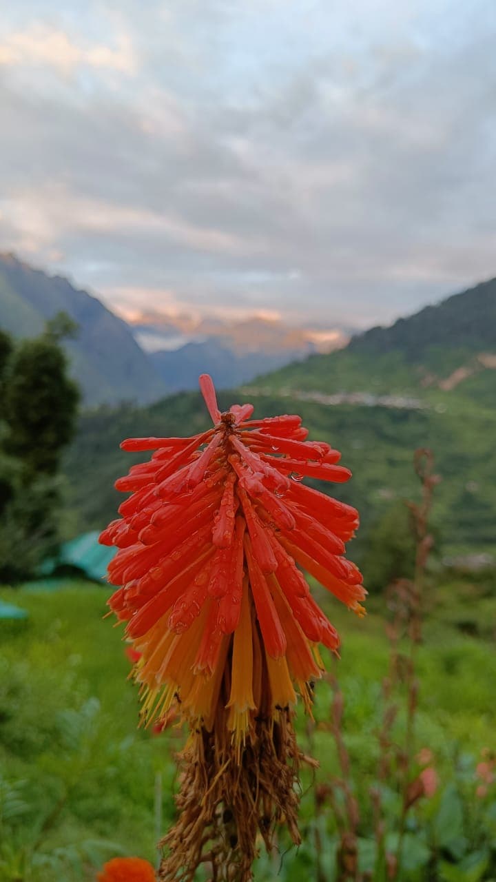 Photo 13 of Valley of Flowers Trek